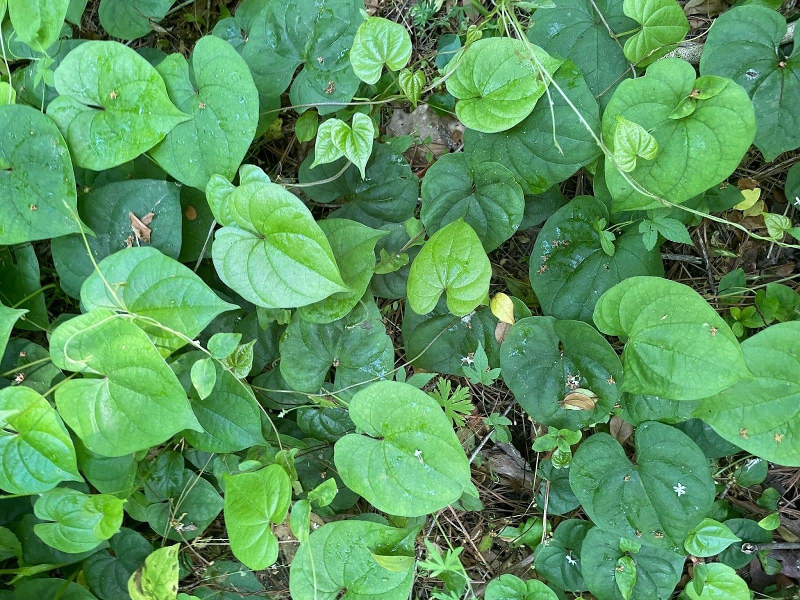 Close-up plant photo